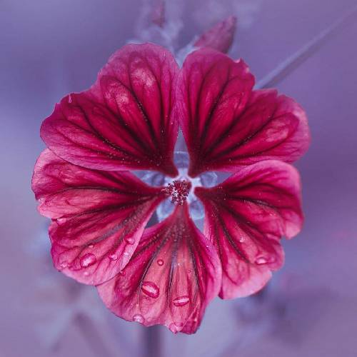 حسین انواری و ایمان حسن زاده منو‌ تو مستحق عشق و نازیم بیا تا دل همدیگه ببازیم